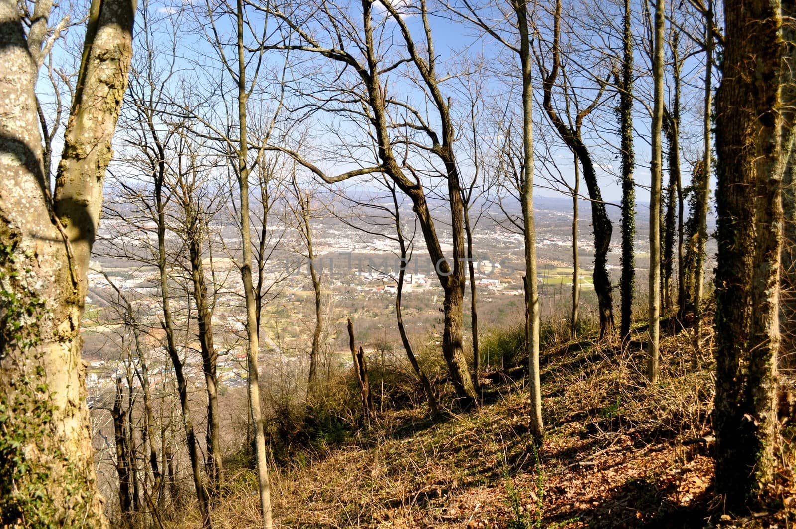 Woods overlooking Chattanooga Tennessee at Point Park