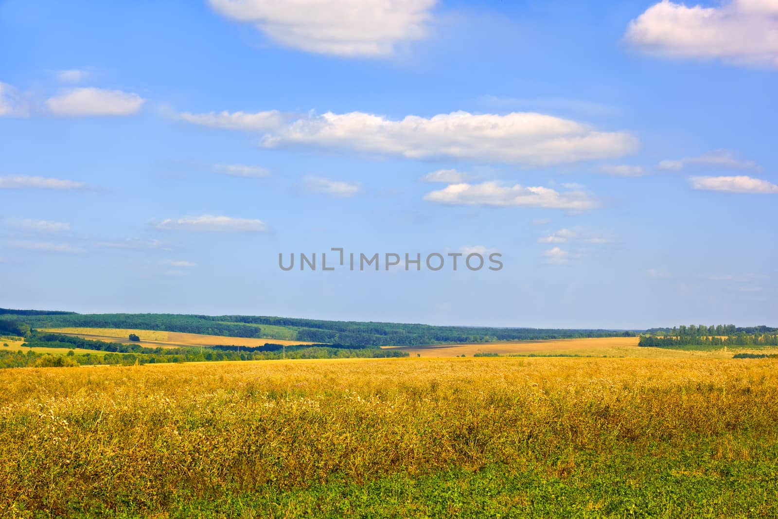 Rural late summer landscape by qiiip