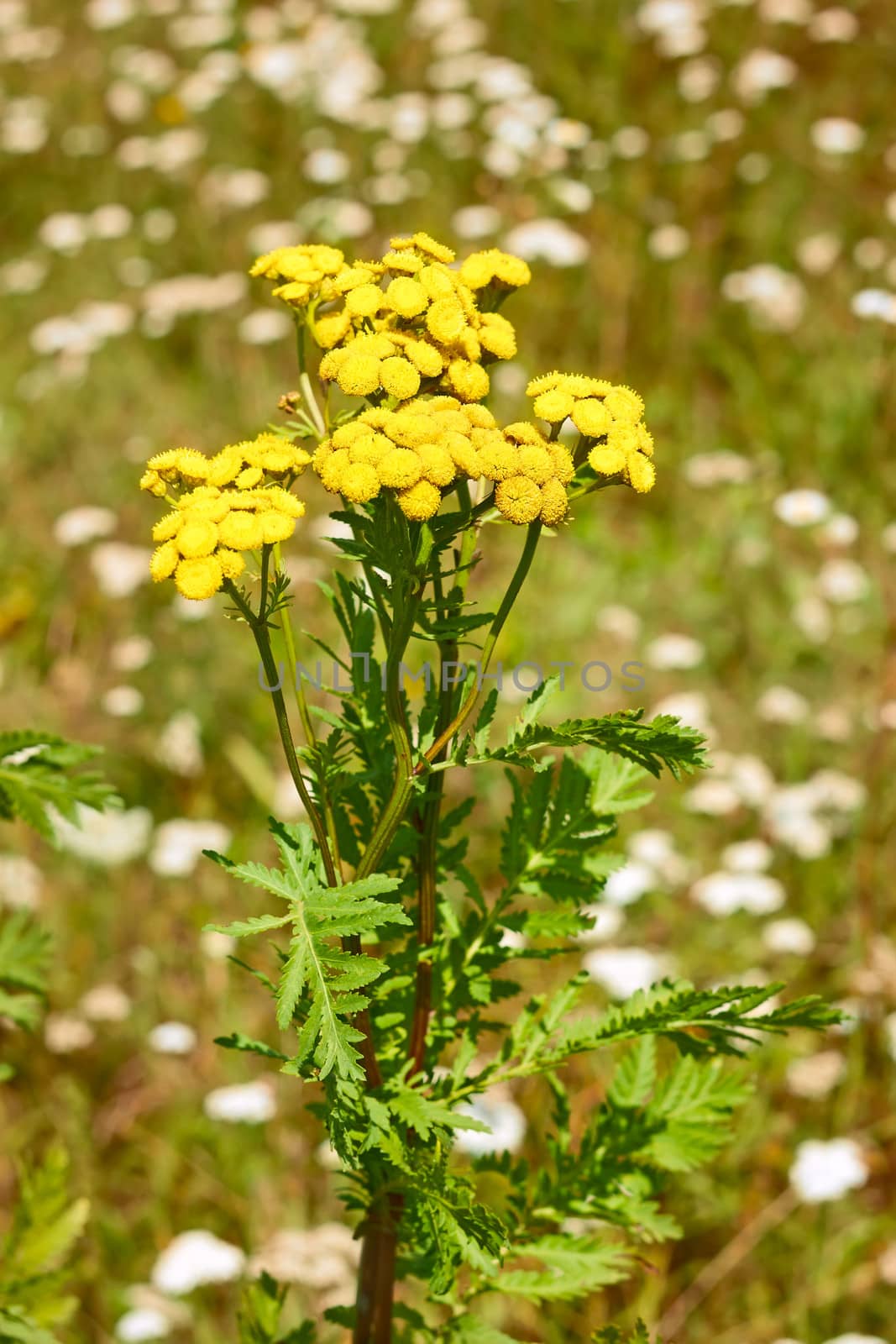 Tansy plant flowering by qiiip