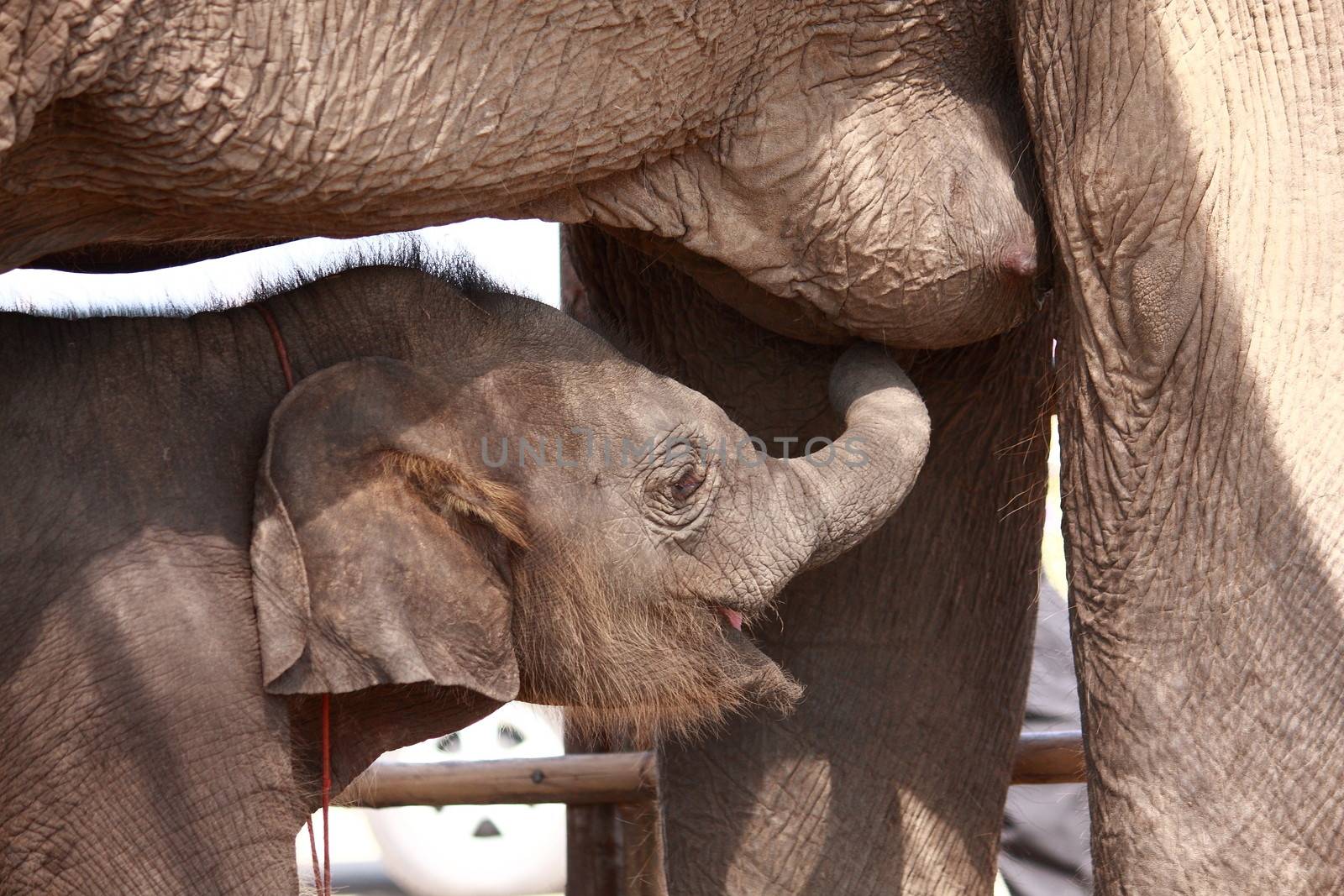 Young elephant suck up milk from mother