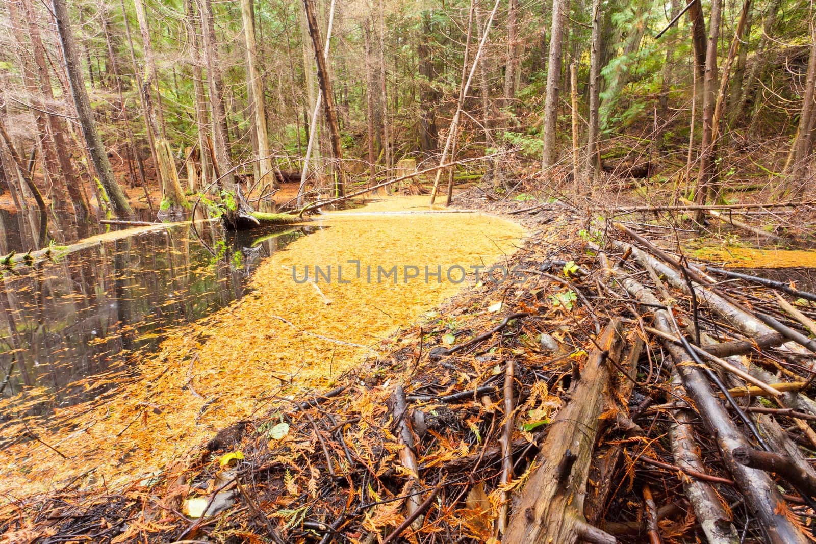 Beaver dam in fall colored forest wetland swamp habitat in coastal rainforest of British Columbia  Canada