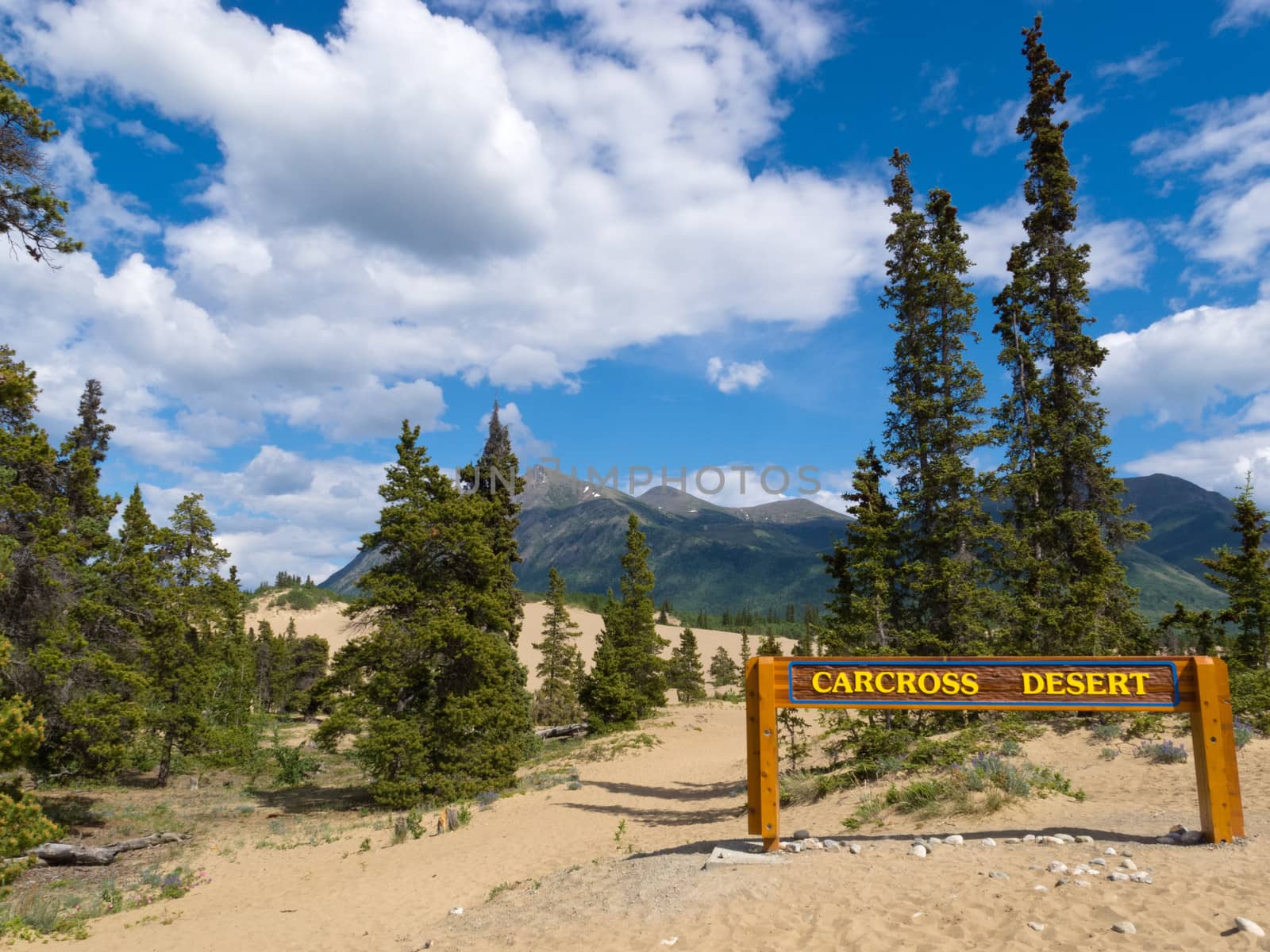 Carcross desert unique drifting sand dunes in boreal forest taiga of Yukon Territory Canada form a beautiful landmark and tourist attraction