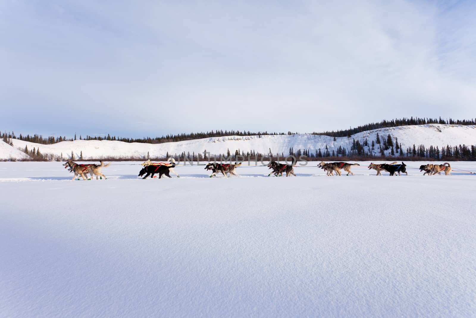 Dogsled team of siberian huskies out mushing on snow pulling a sled that is out of frame through a winter landscape