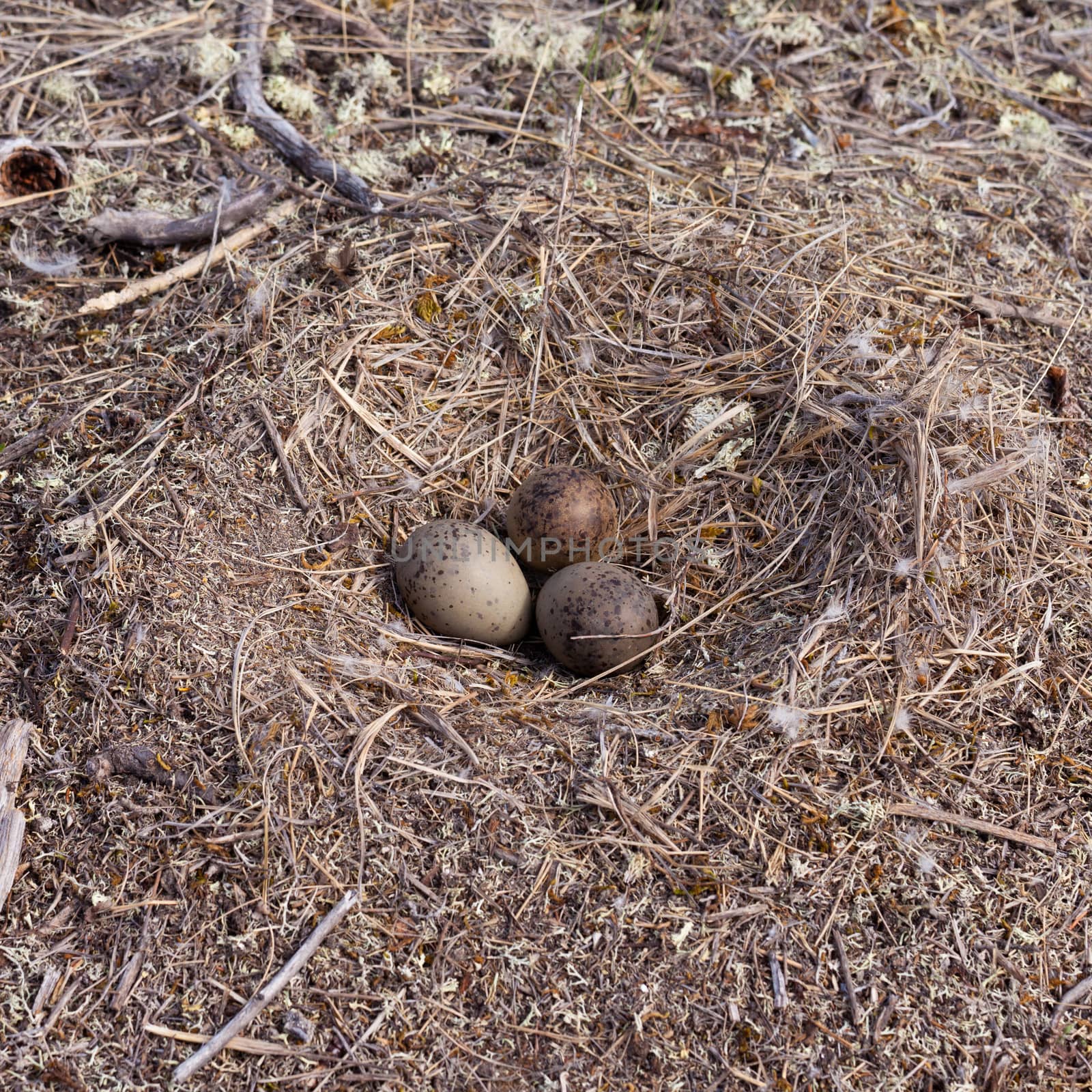 American Herring Gull Larus argentatus smithsonianus seagull nest on ground with three mottled eggs to be incubated