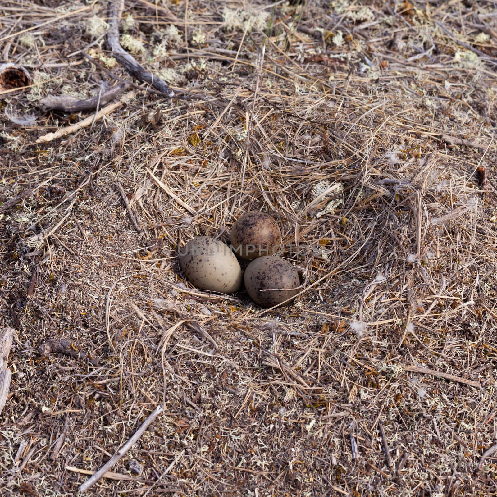 American Herring Gull  Larus argentatus smithsonianus  seagull nest on ground with three mottled eggs to be incubated