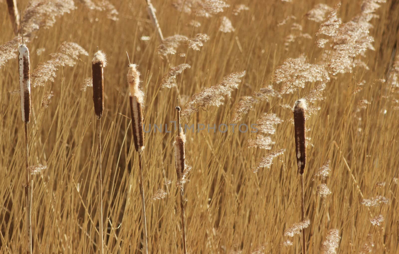 Bulrush plants also known as Great Reedmace.