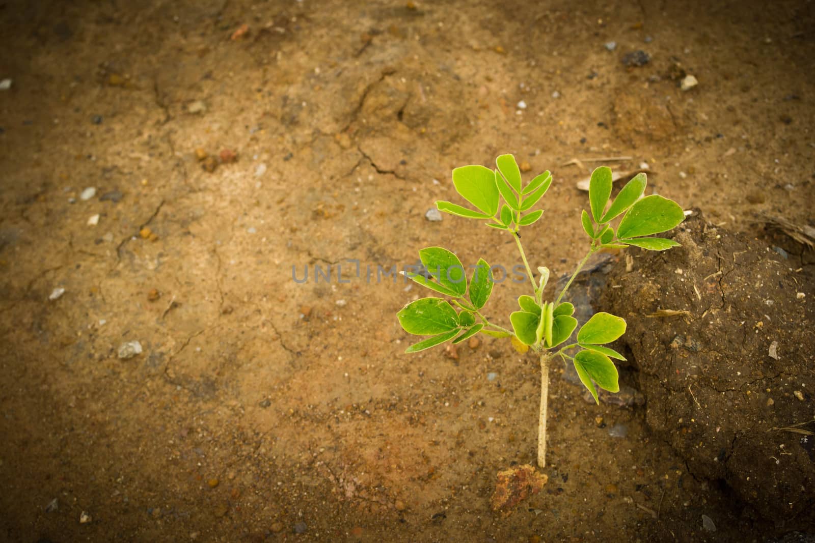 Trees growing out of the soil