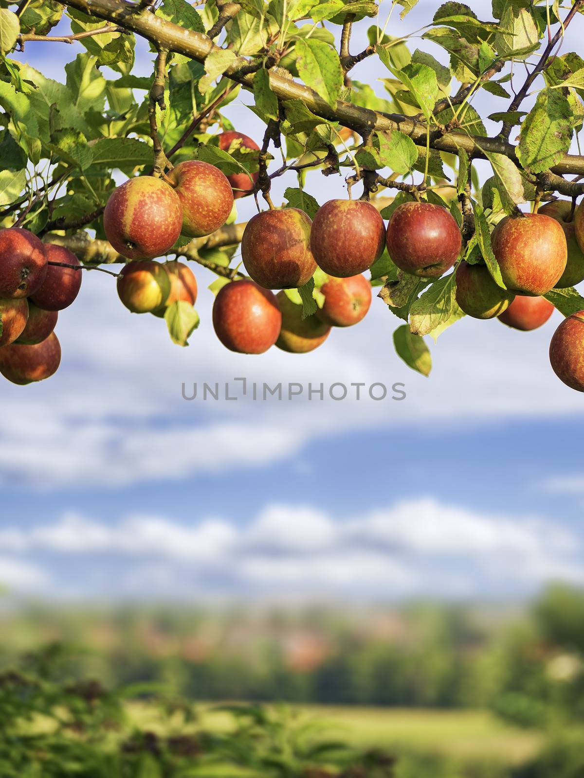 apples on a brunch by w20er