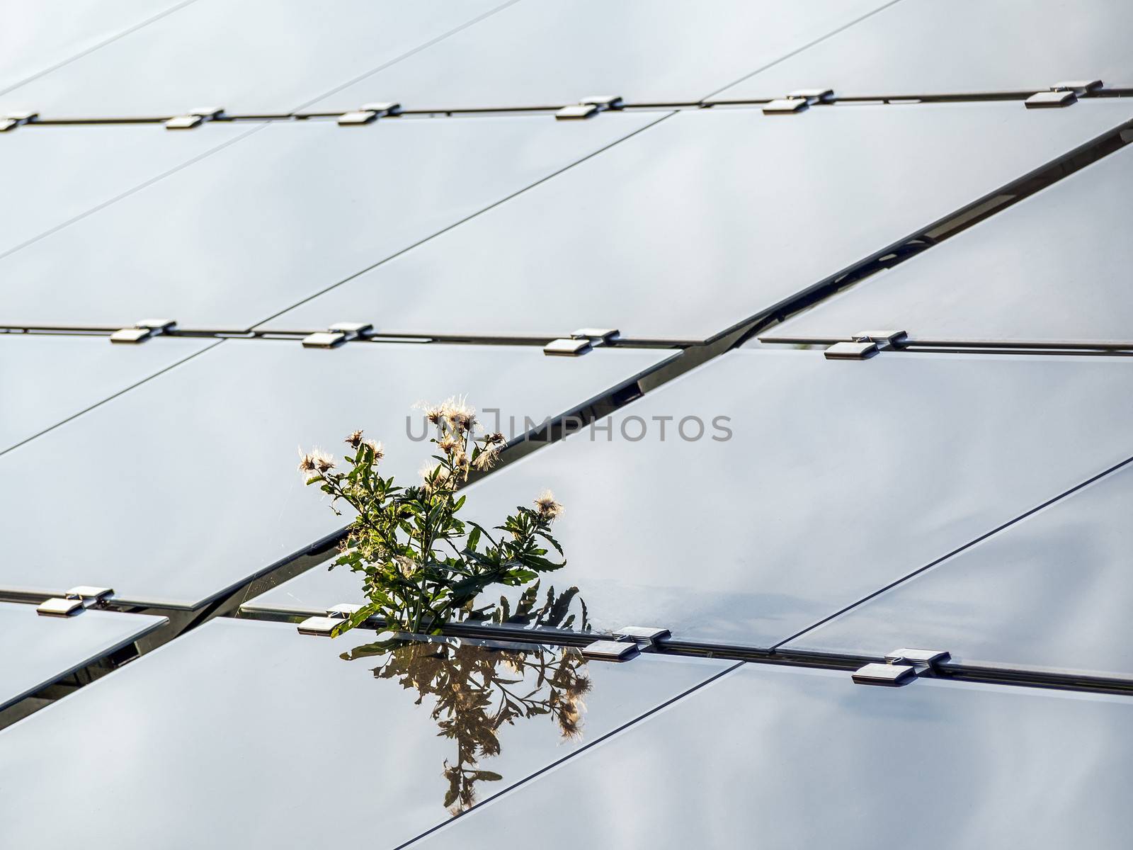 Plant growing through a solar panel