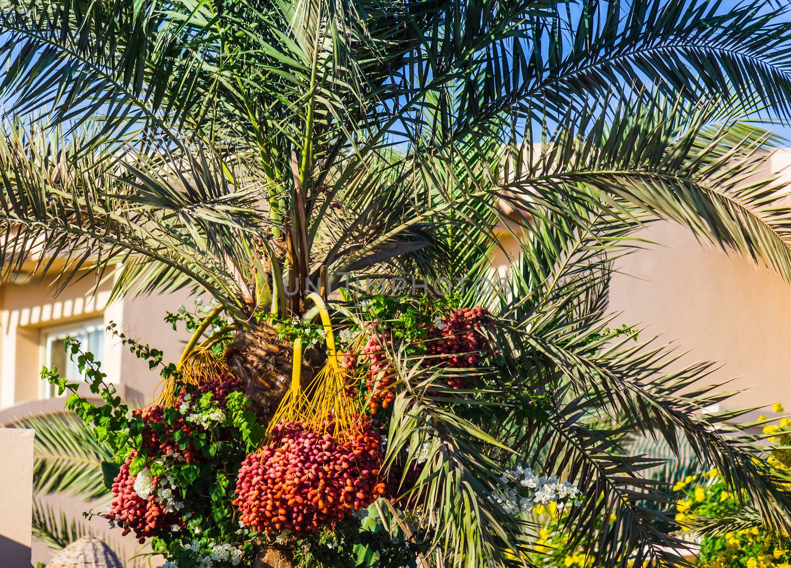 Palm trees on the beach in Egypt on the Red Sea