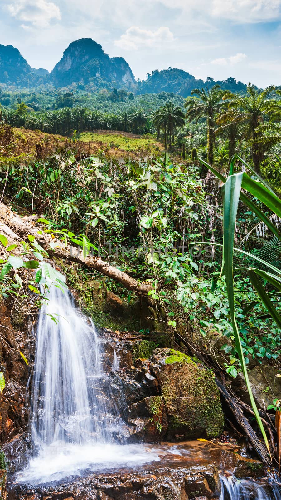 tropical jungles of South East Asia. Thailand