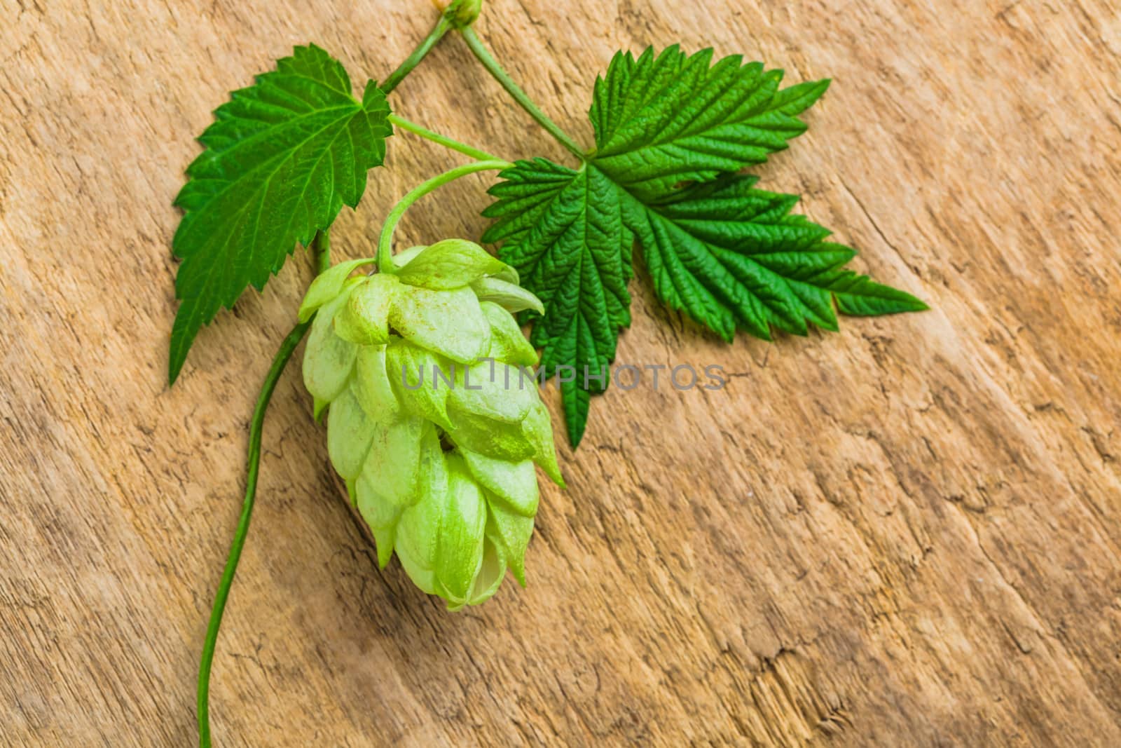 Hops for beer production in the background of the old board