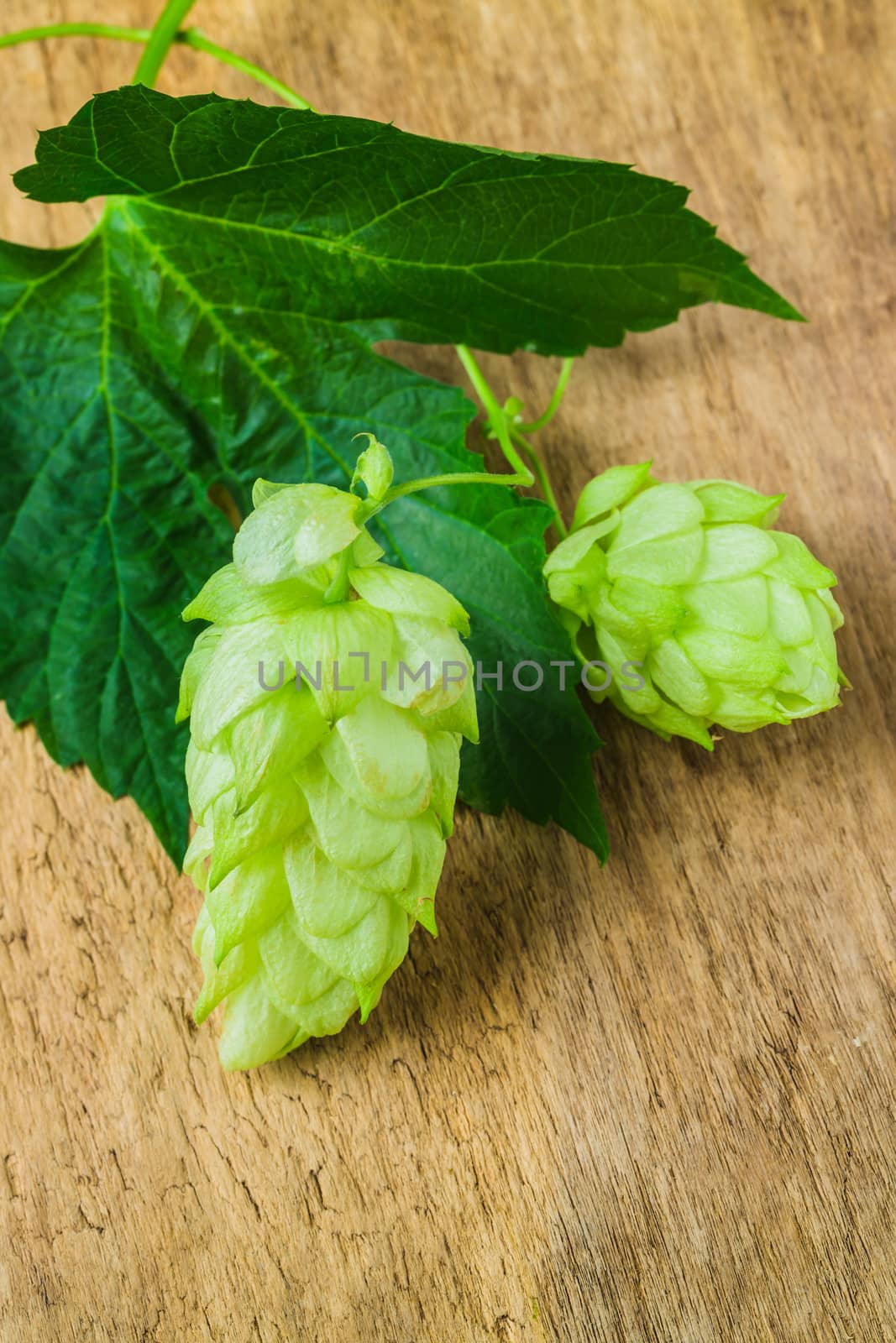 Hops for beer production in the background of the old board