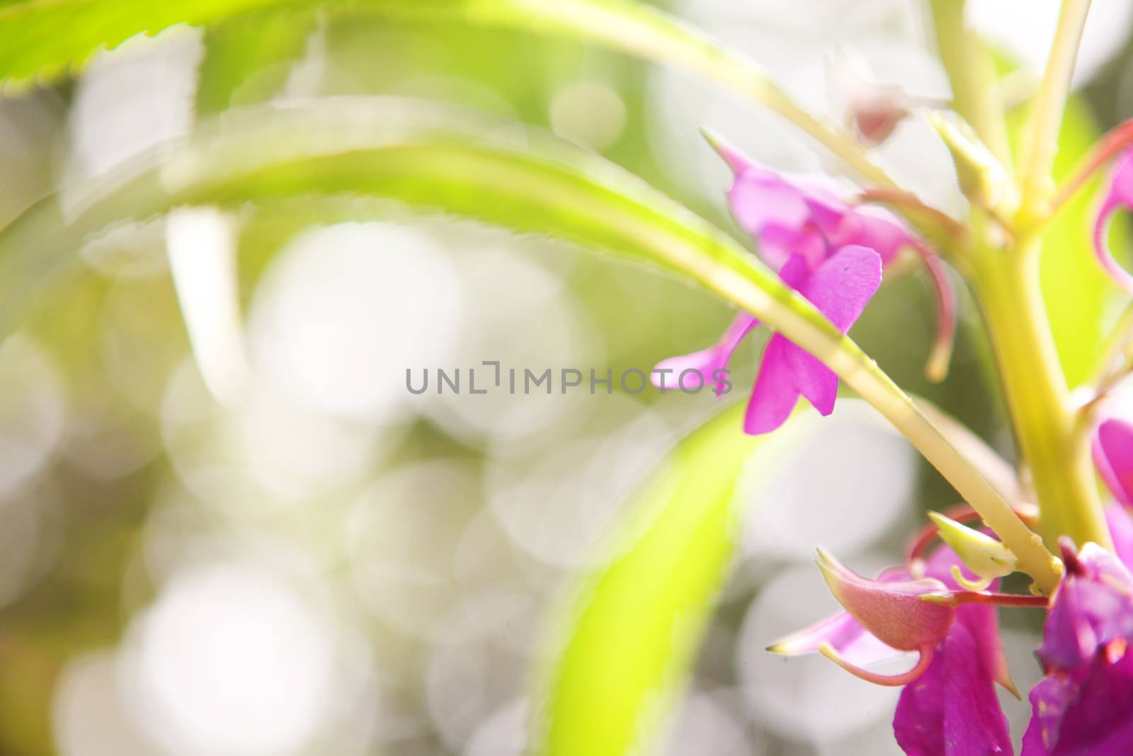 blurred background with flowers