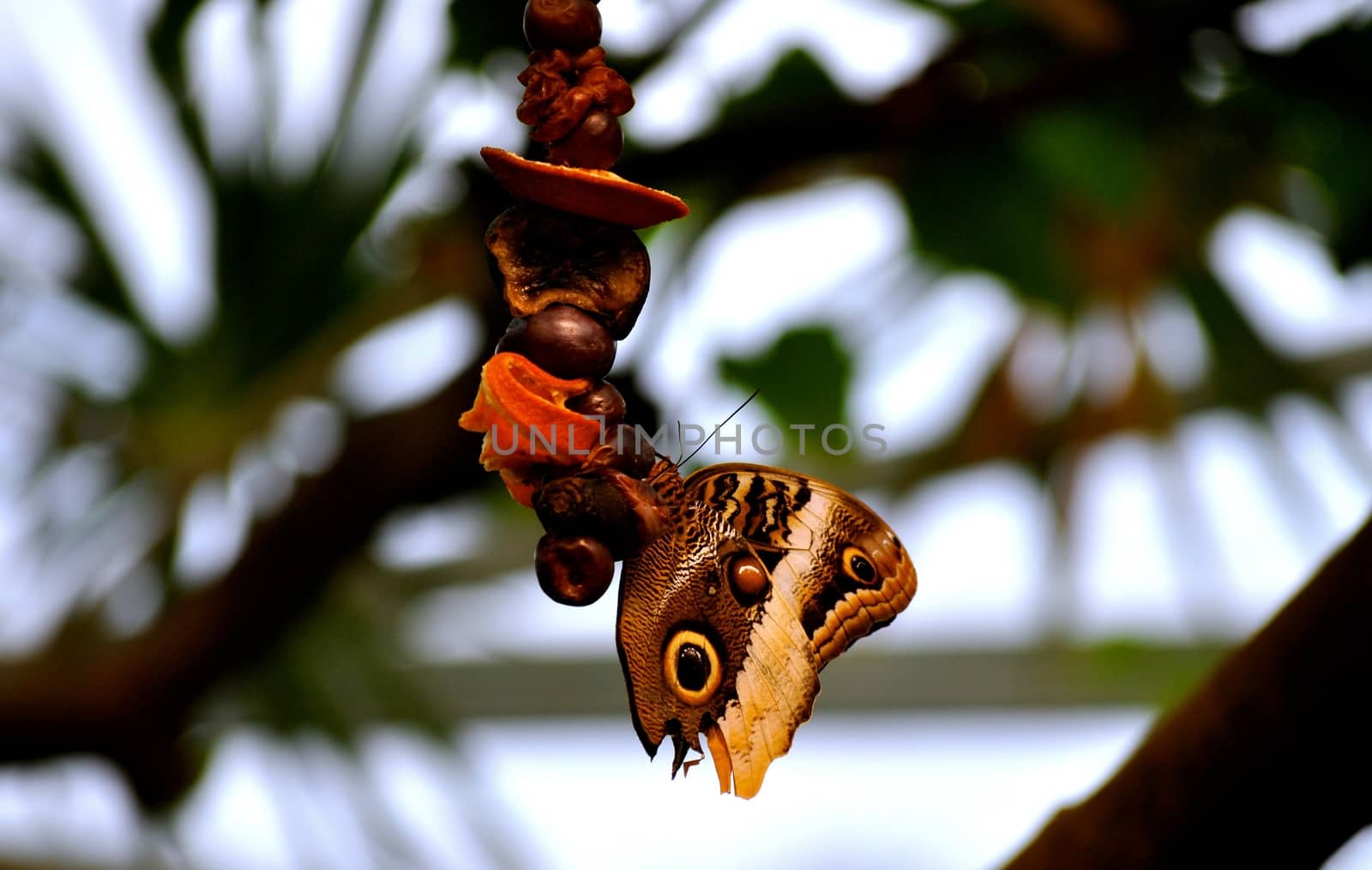 Butterfly on food
