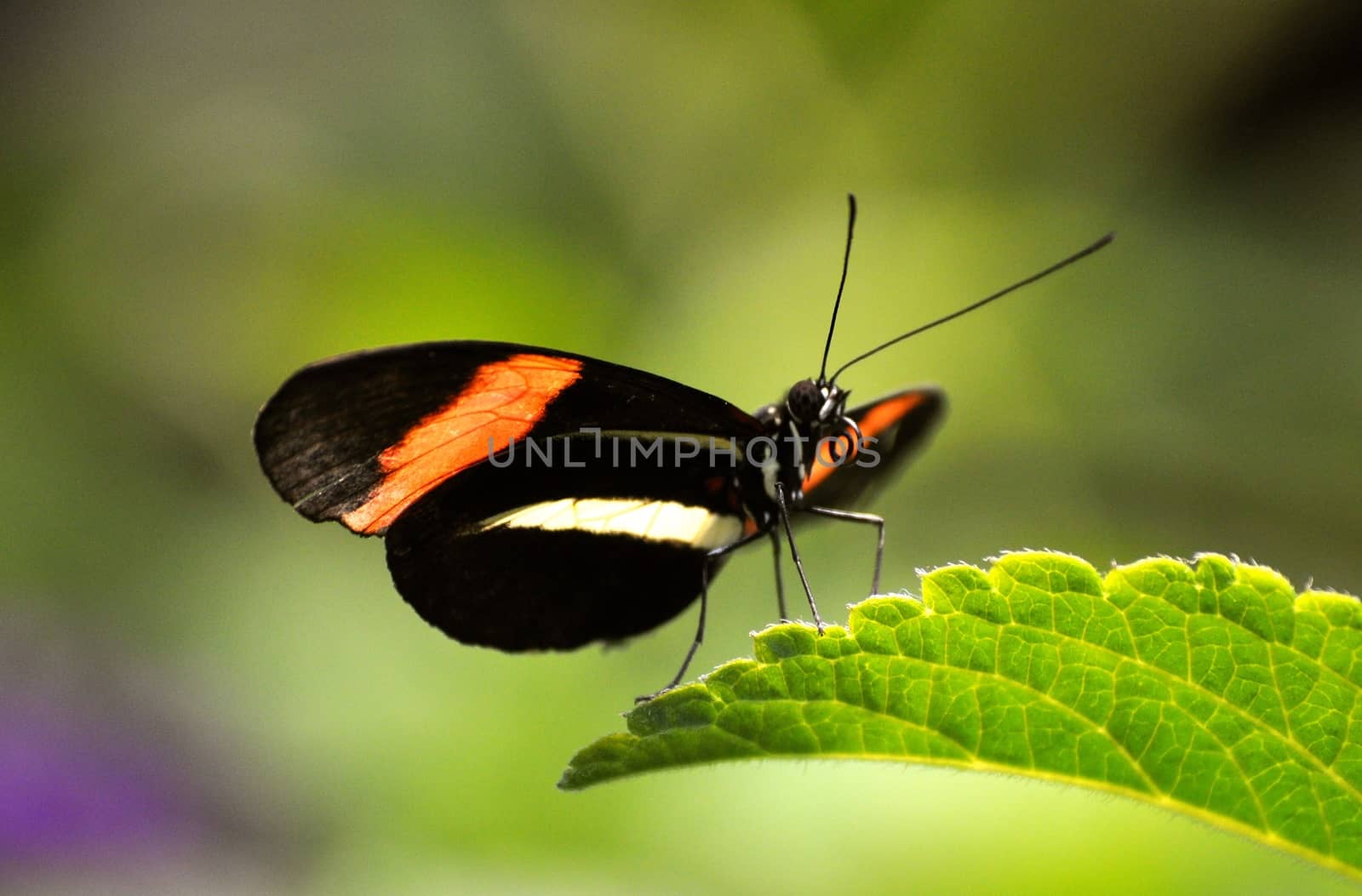 Butterfly on leaf