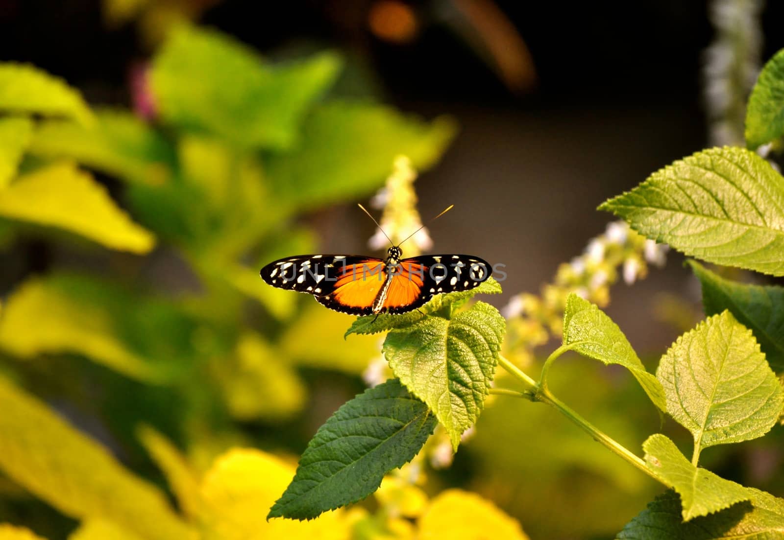 Butterfly on leaf