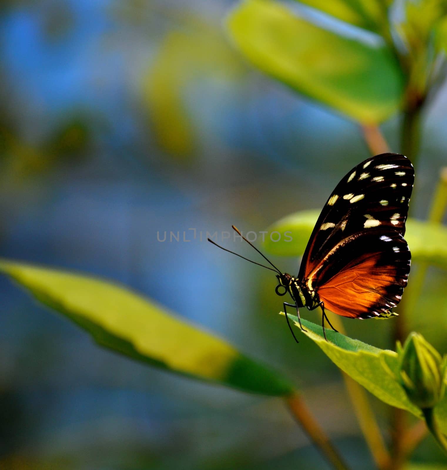 Butterfly on leaves