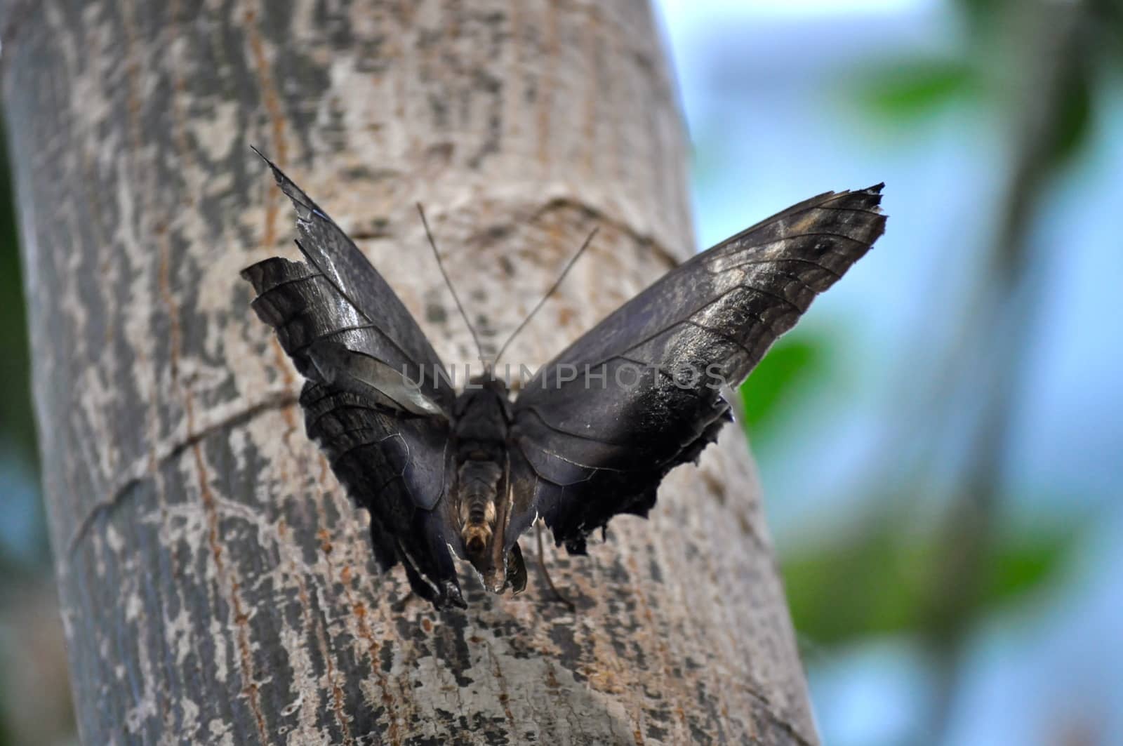 Butterfly on limb
