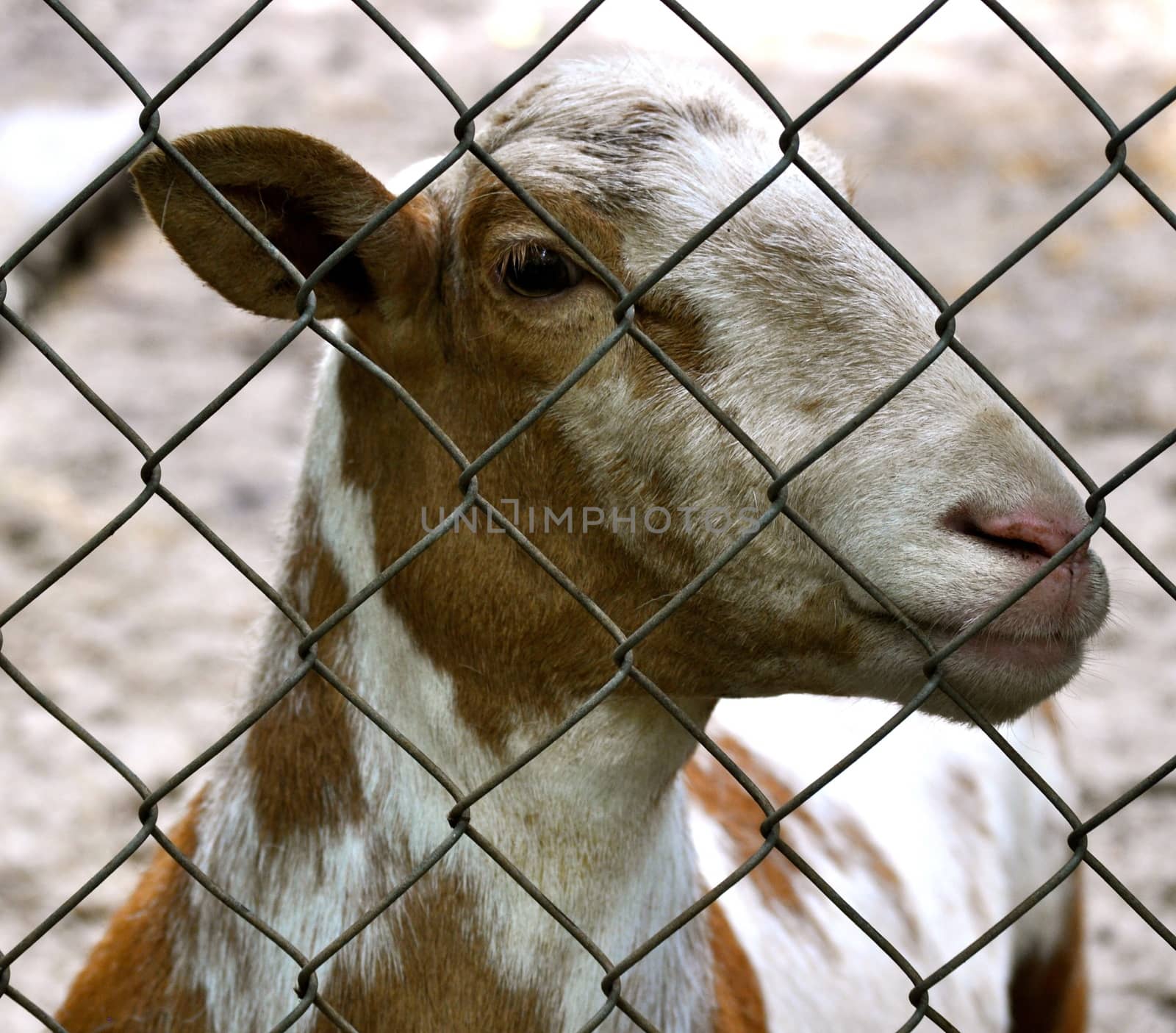 Goat gives eye