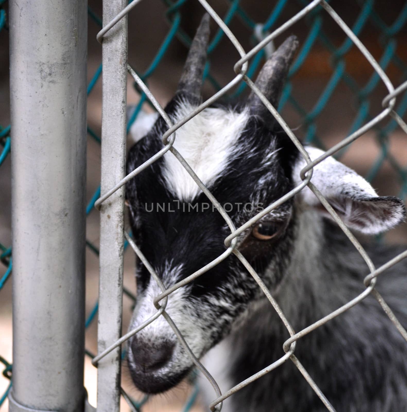 Goat stares behind fence by RefocusPhoto
