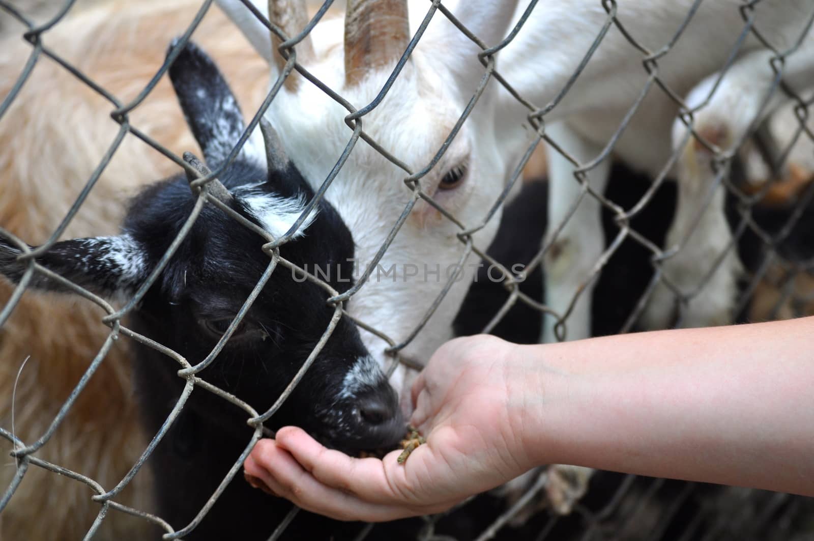 Goats eating