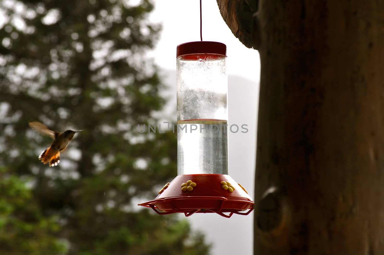 Hummingbird Flies to feeder