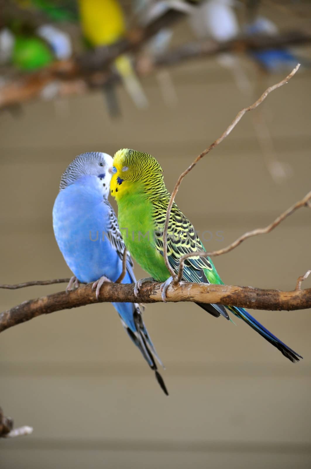 Kissing Parakeets by RefocusPhoto