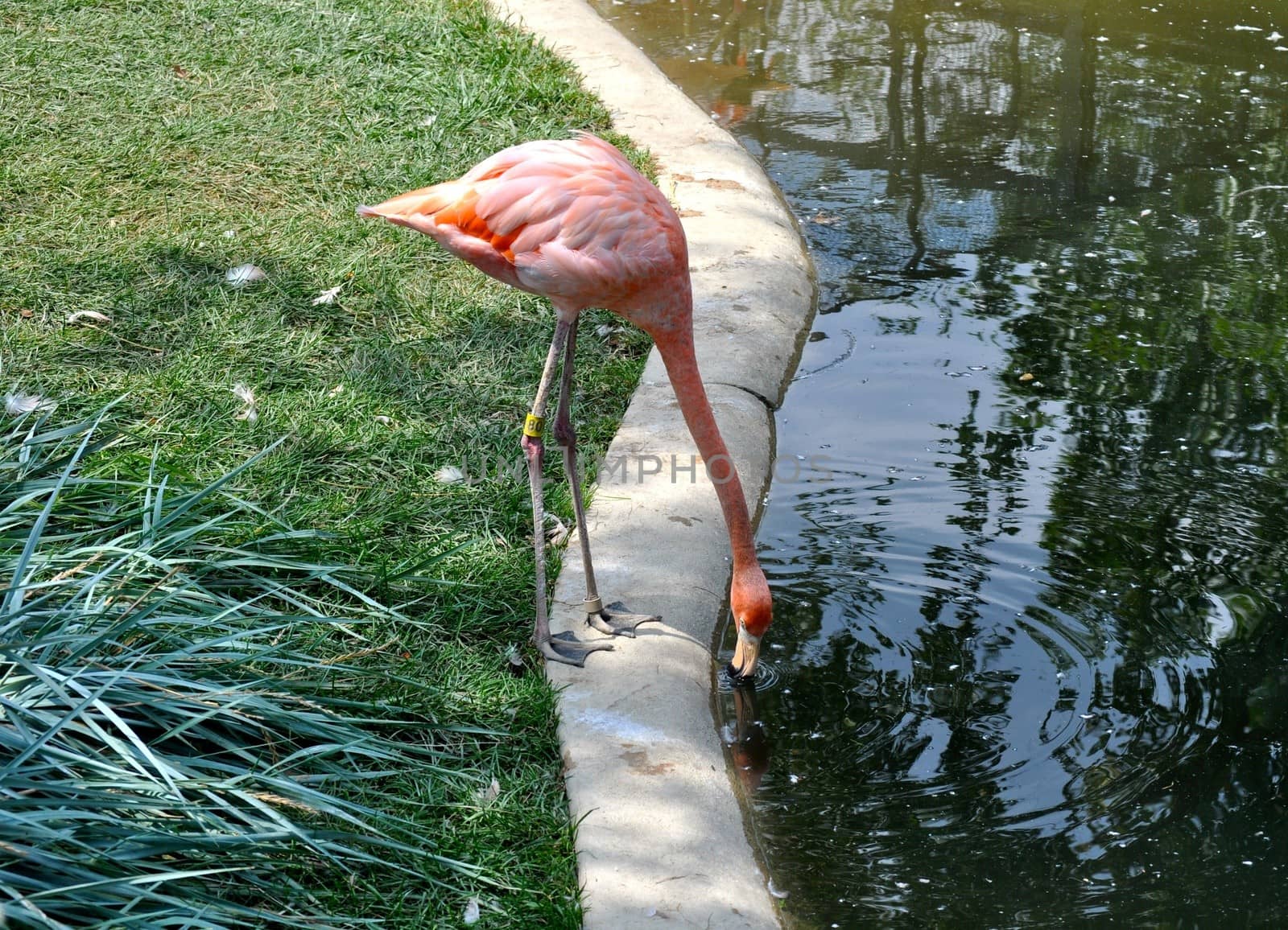 Pink Flamingo by RefocusPhoto