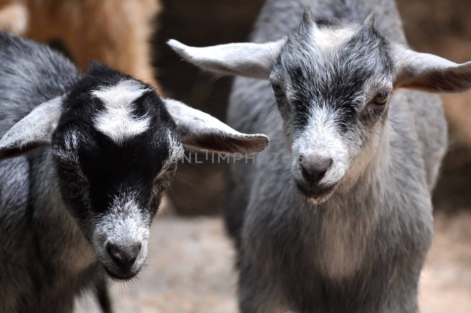 Baby Goats Stares