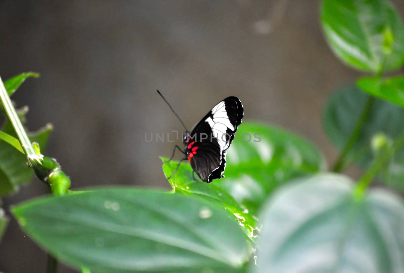 Butterfly on leaf by RefocusPhoto