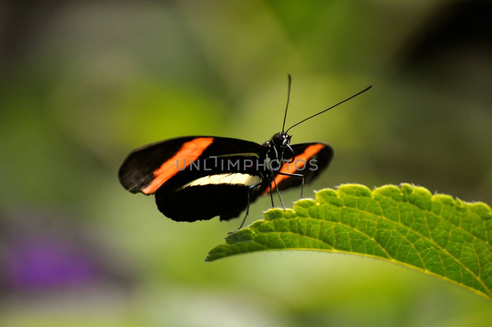 Butterfly on leaf