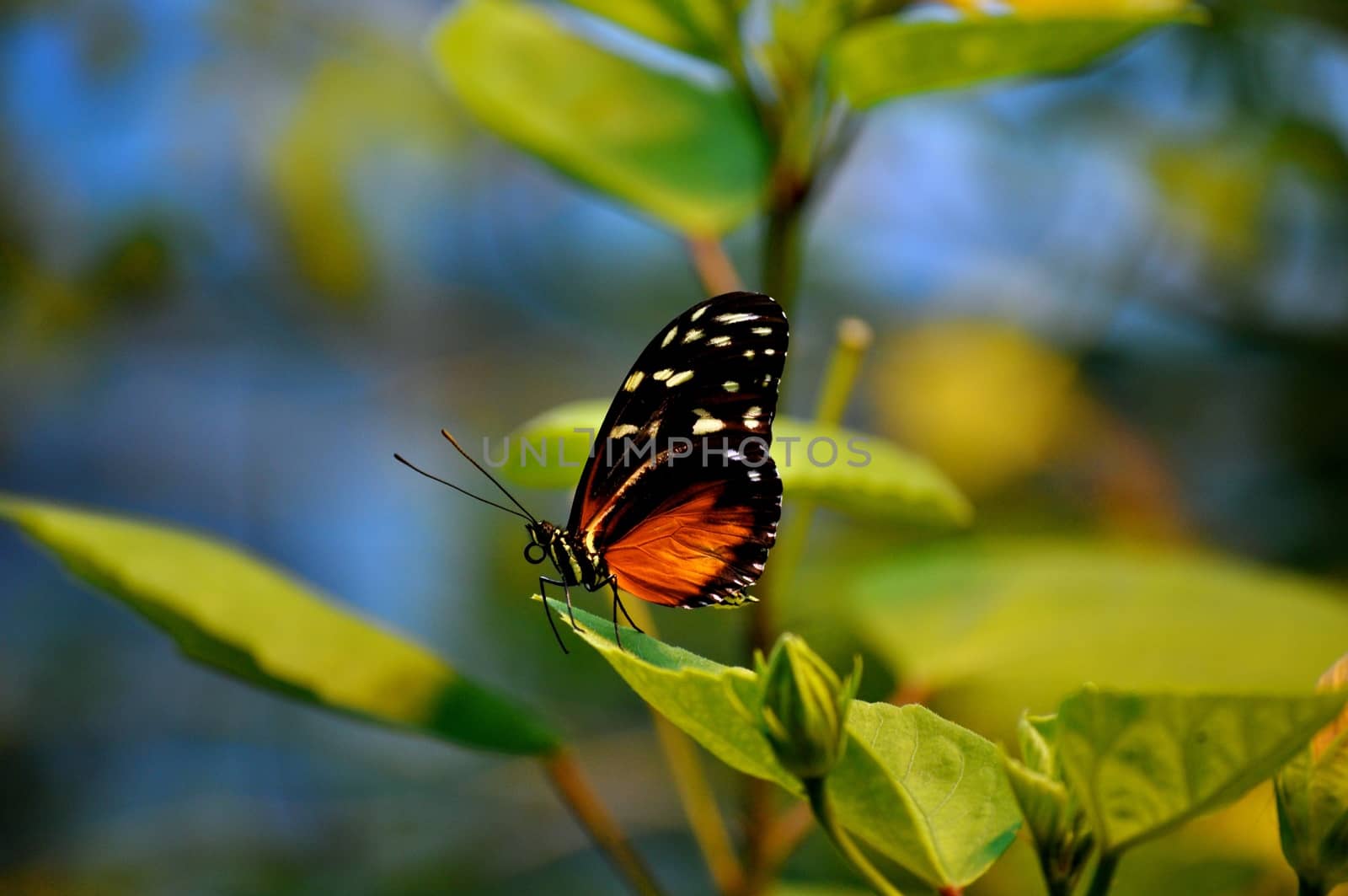 Butterfly on leaves