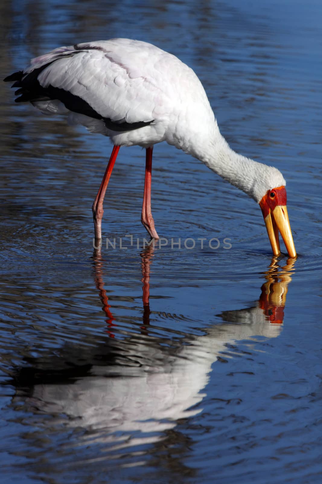 Yellow-billed Stork (Mycteria ibis) in the Okavango Delta in Botswana