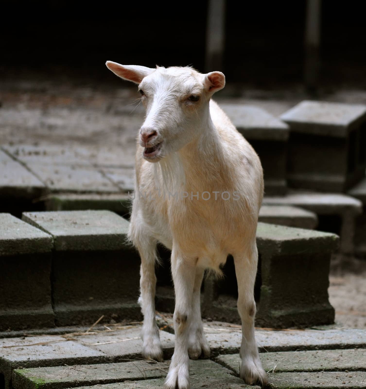 Goat speaks by RefocusPhoto