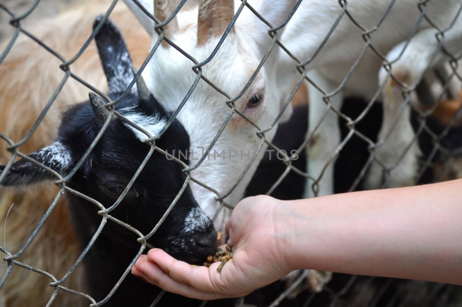 Goats eating by RefocusPhoto