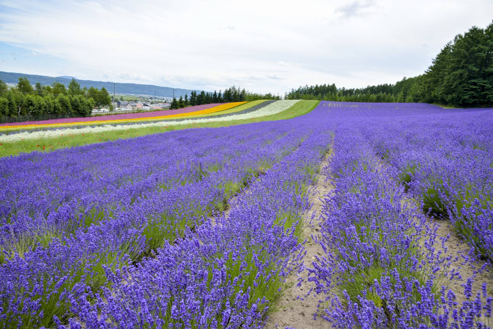 Lavender farm in Japan3 by gjeerawut