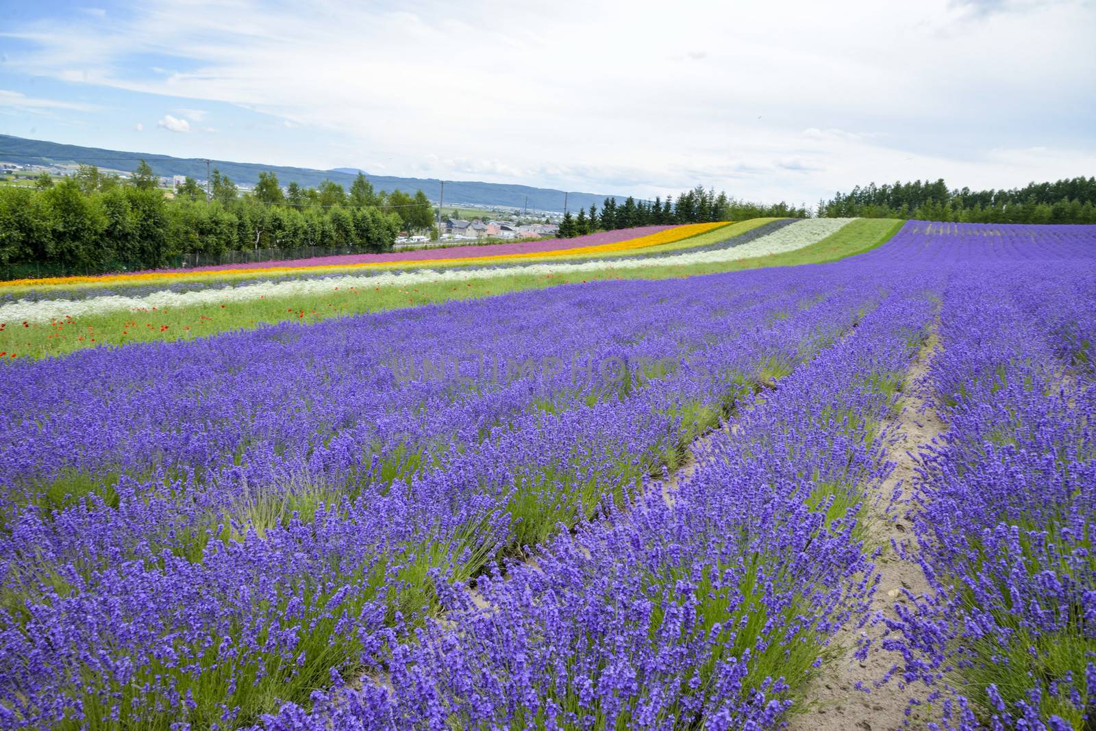 Lavender farm in Japan2 by gjeerawut