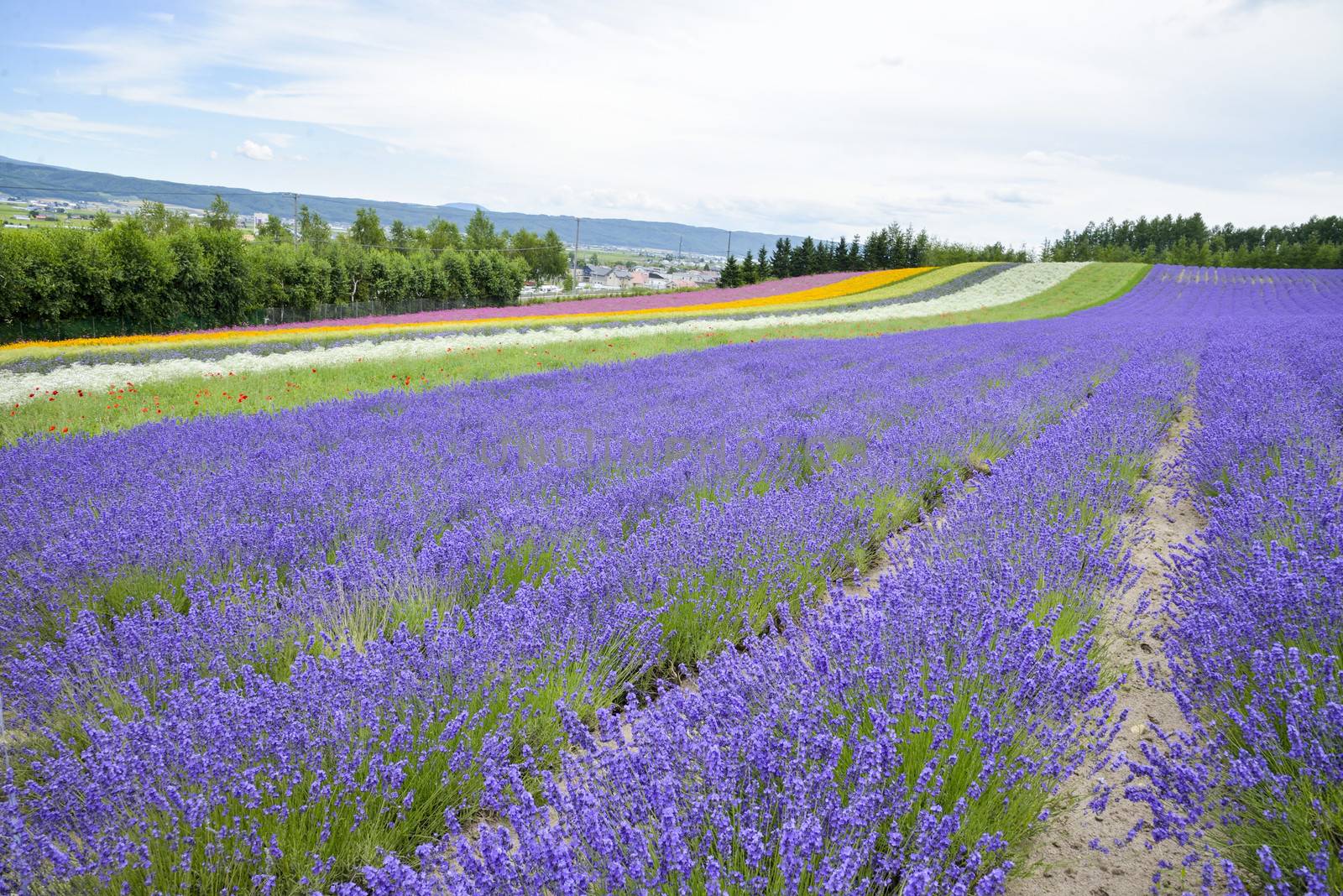 Lavender farm in Japan1 by gjeerawut