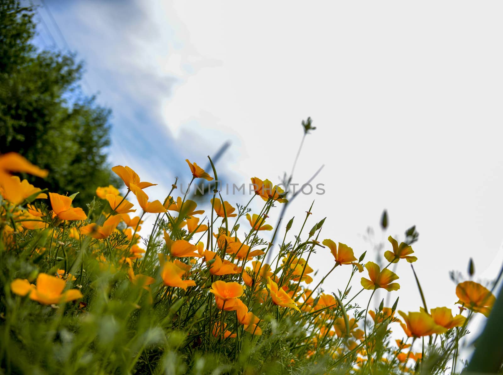 Yellow popy flower in the garden1