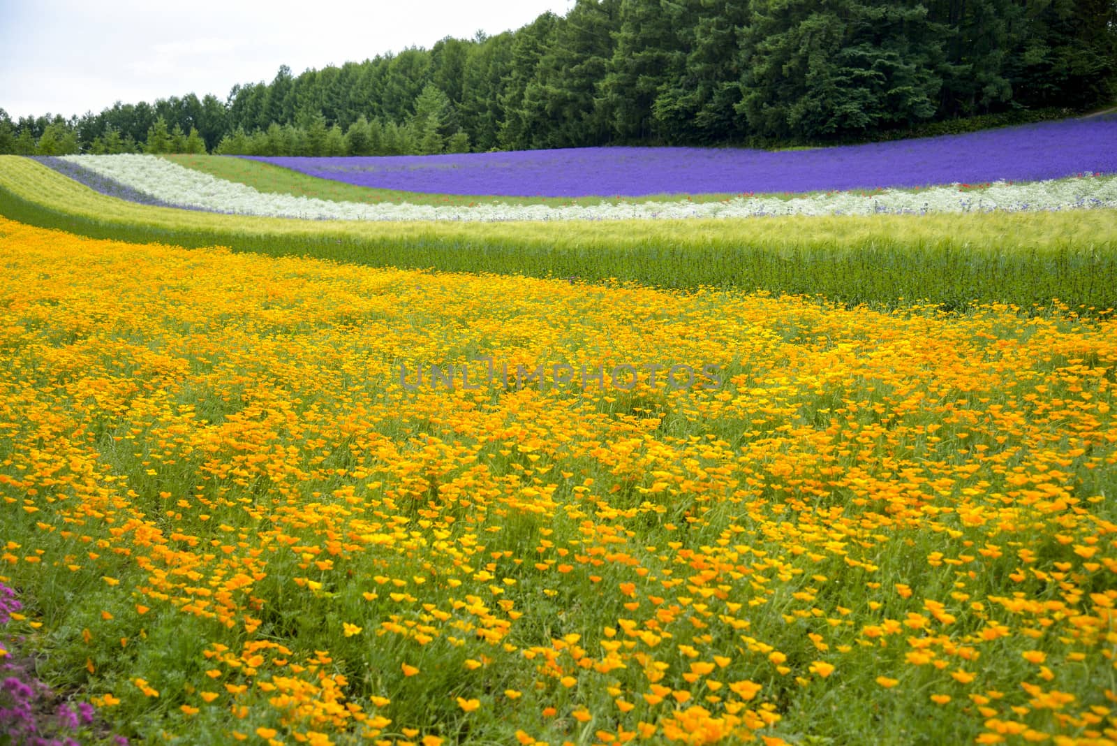 Colorful flower garden1