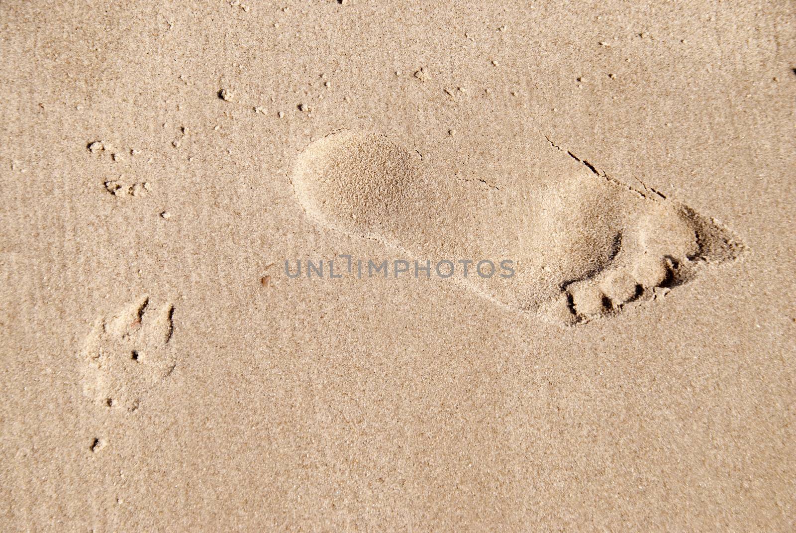 Footprint on a Beach on Ruegen