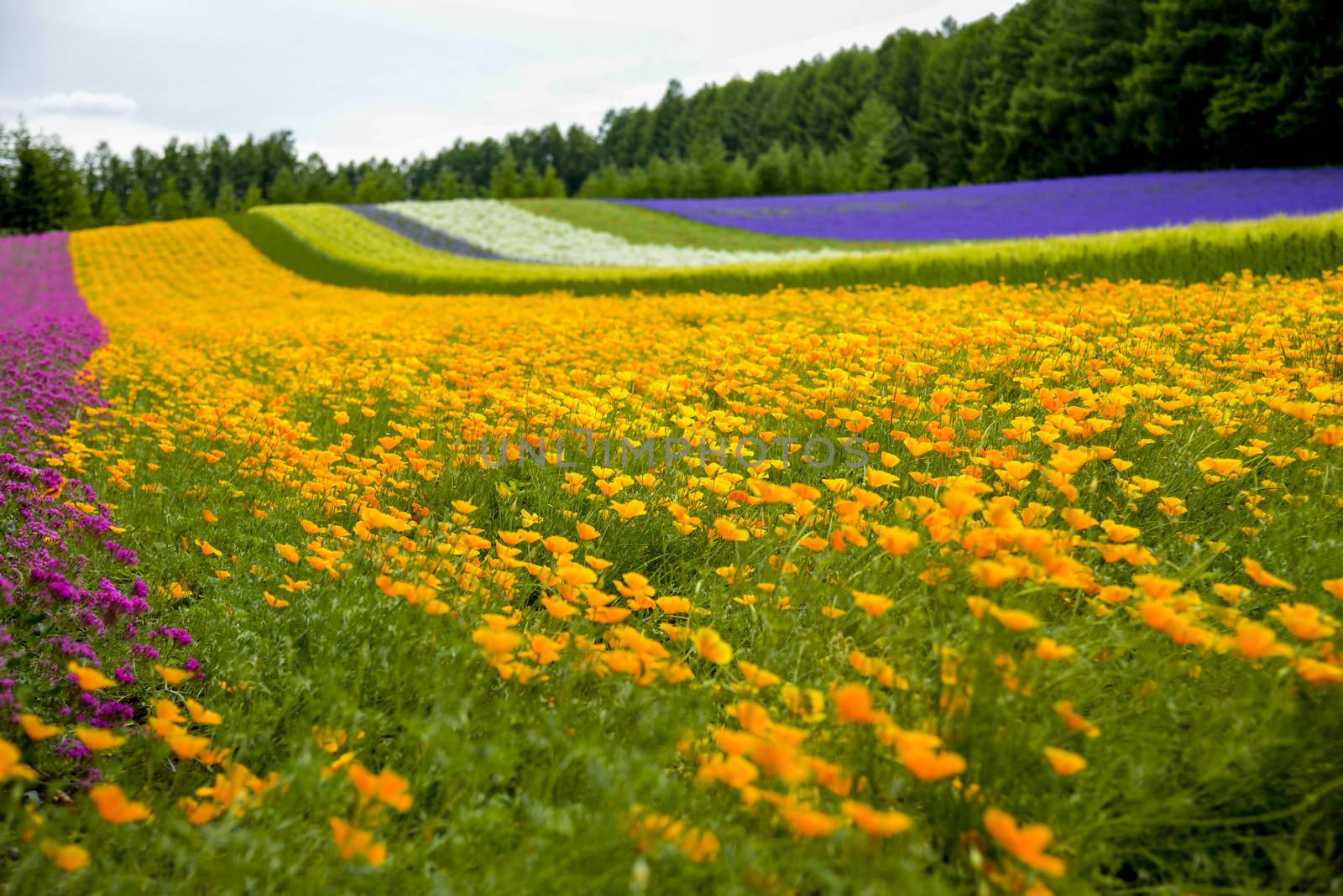 Colorful flower blossom garden in Japan12