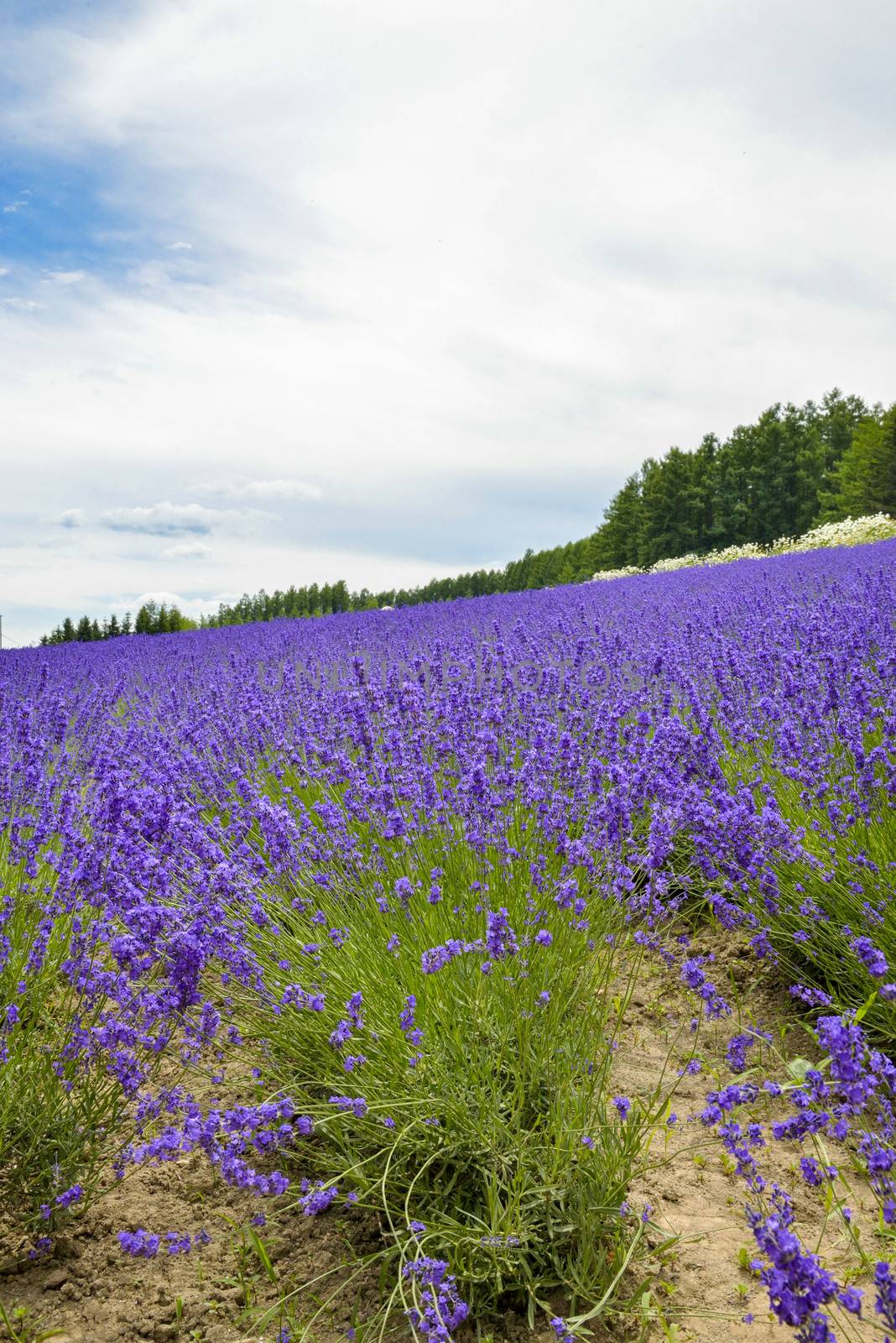 Lavender farm