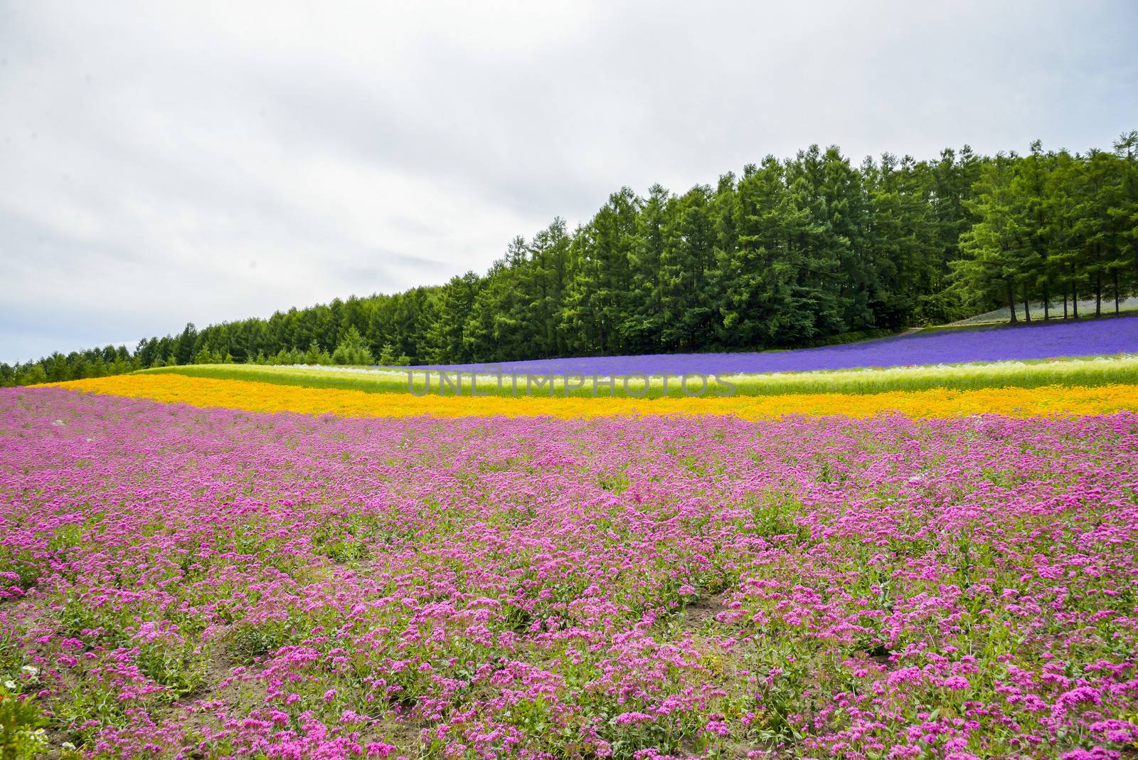 Colorful flower blossom garden in Japan3