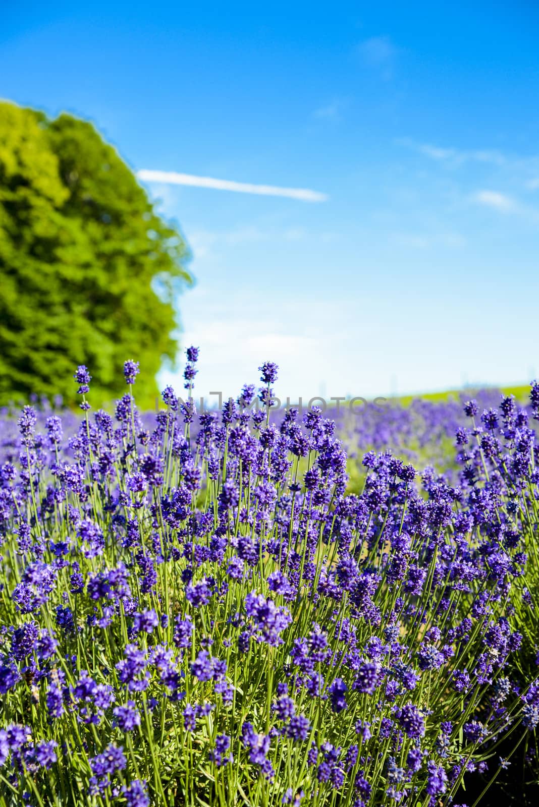 Lavender flower garden3