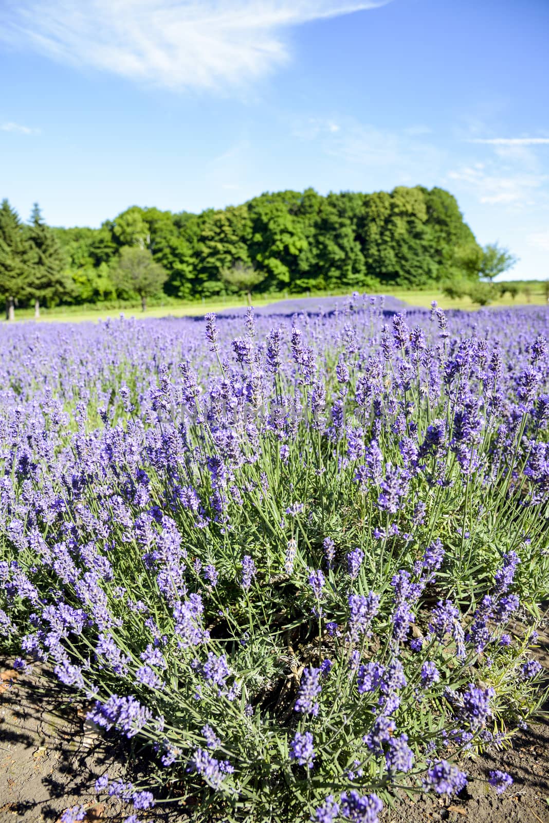 Lavender flower garden1 by gjeerawut