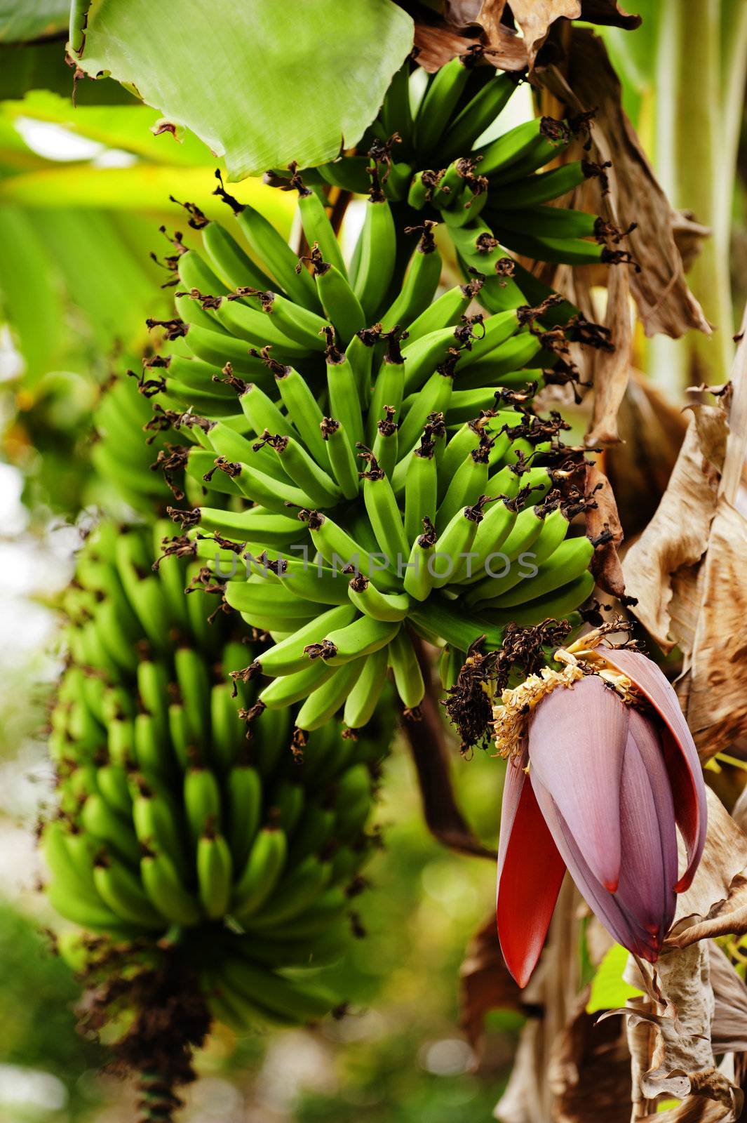 Bunches of green bananas growing on a plantation in Costa Rica.