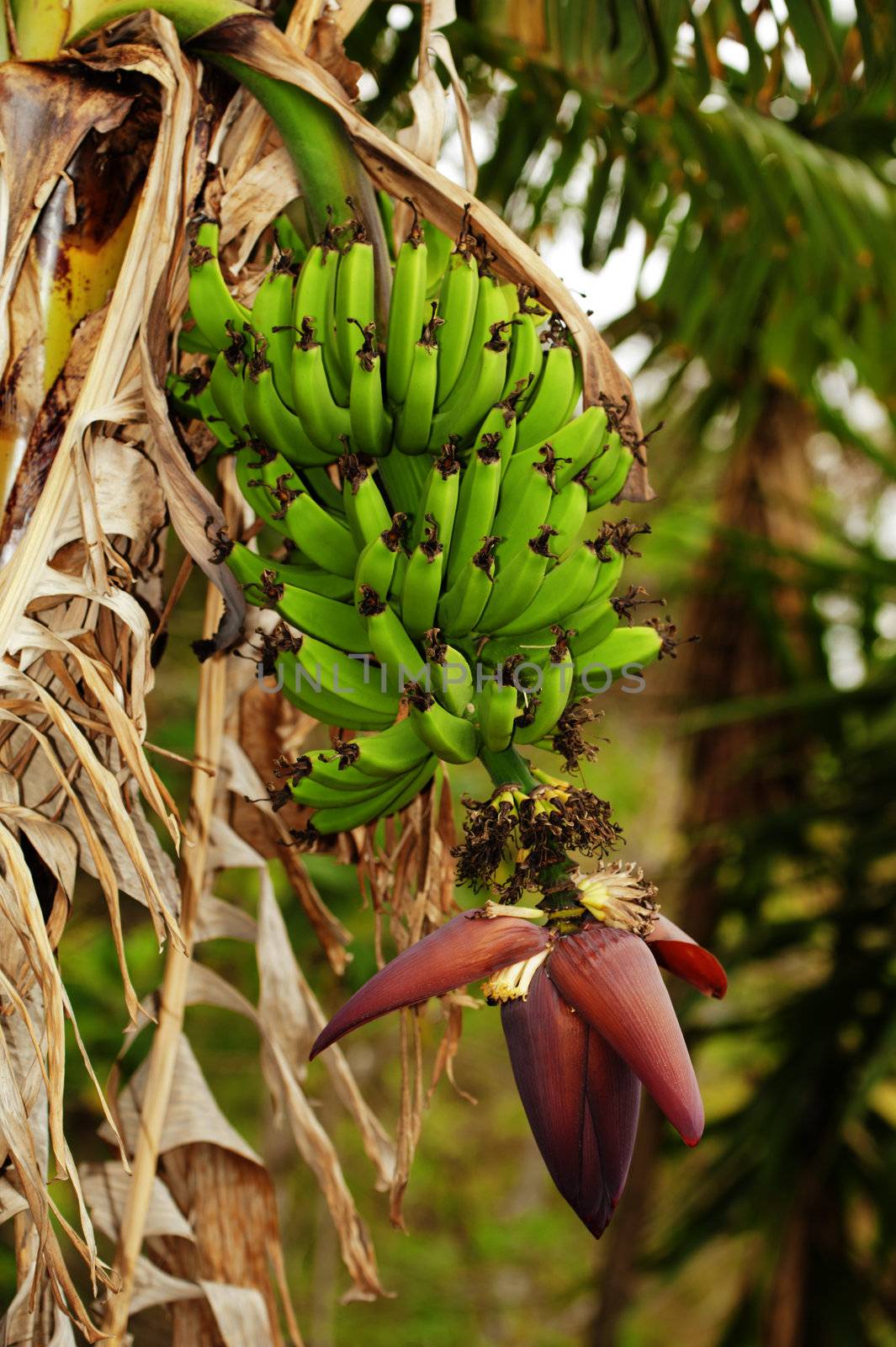 Bunch of Bananas by billberryphotography