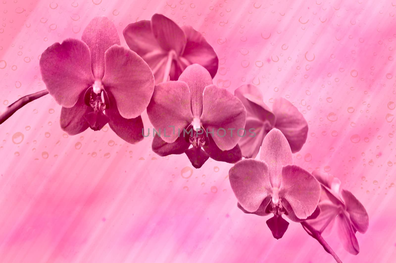 Branch of beautiful purple orchid - phalaenopsis .